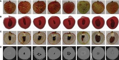 Advanced deep learning models for phenotypic trait extraction and cultivar classification in lychee using photon-counting micro-CT imaging